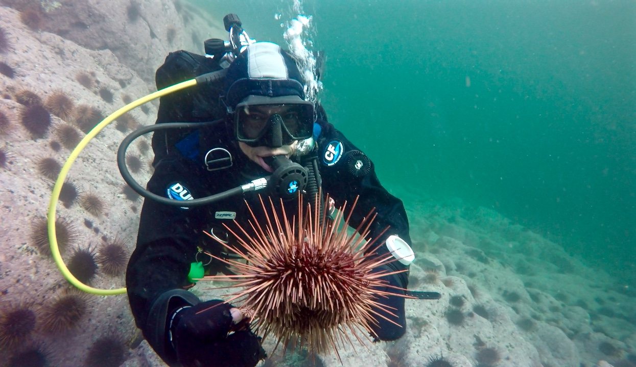 okamoto_urchin_calvert